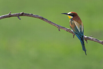 European bee eater (Merops apiaster)