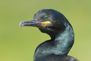 Portrait of european shag - Gulosus aristotelis - with light green background. Photo from Hornoya Island in Norway.	