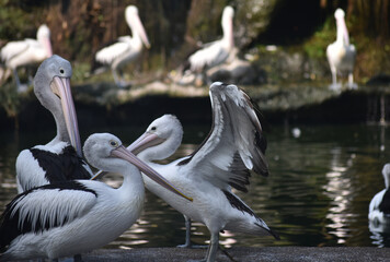 The Australian pelican, Pelecanus conspicillatus is a large waterbird in the family Pelecanidae
