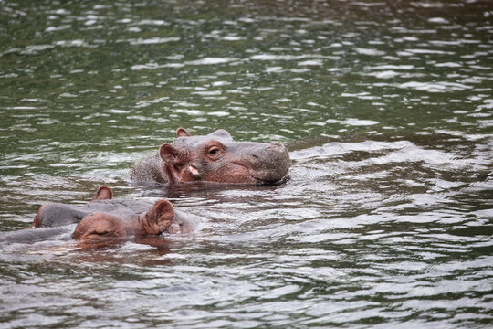 Hippopotamuses in the water. Hippos in Kenya chill in a river. Safari photos in Africa