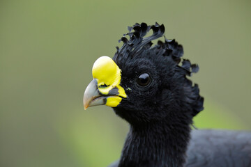 Great Curassow