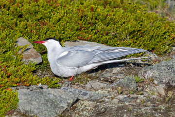 Arctic tern - Sterna paradisaea, standing on the stone with colorful vegatation in background. Photo from Ekkeroy at Varanager Penisula in Norway. The Arctic tern is famous for its migration.