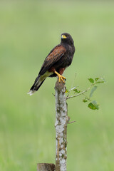 Harrisi´s Hawk in first morning light