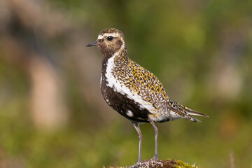European golden plover - Pluvialis apricaria - on ground with green grass. Photo from Sonfjället National Park in Sweden.	