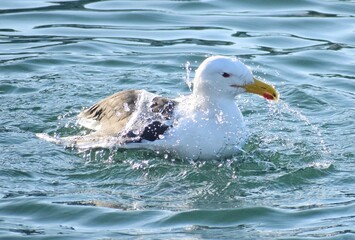 A seagull splashing about in water, Brixham, Devon, UK 