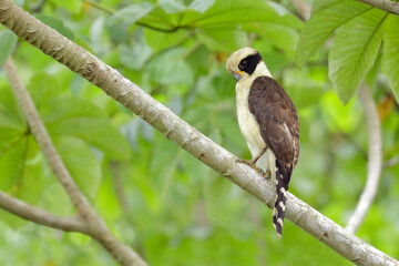 Laughing Falcon