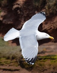 Seagull in flight, Devon, UK 