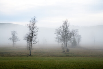 Fototapeta na wymiar bare trees in fog on a meadow