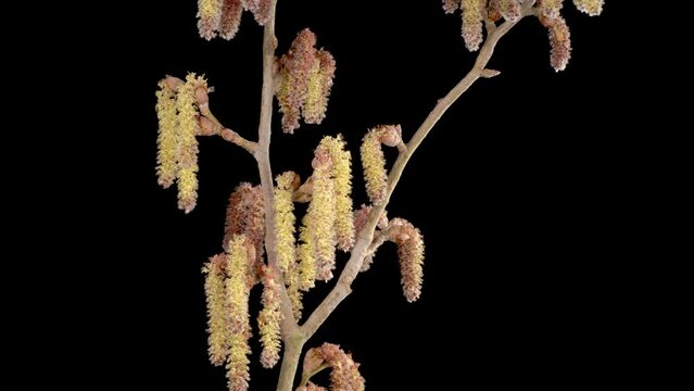 Poplar Tree Blossoms. Beautiful Time Lapse of Poplar Tree Blooming on Black Background. 4K.