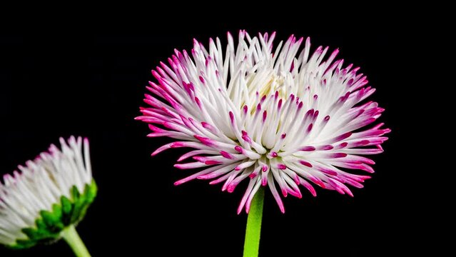 Bellis White Flower Blooming in Time Lapse on a Black Background. Spring Bellis Perennis as Garden Plant. Daisies Bloom with Leaves, Isolated. Marguerite