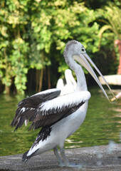 The Australian pelican, Pelecanus conspicillatus is a large waterbird in the family Pelecanidae