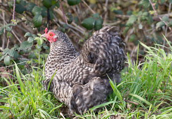 Cuckoo maran chicken, speckled hen in a field, cute bird