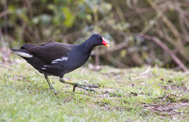 Common moorhen, Gallinula chloropus on grass, black bird, wild fowl