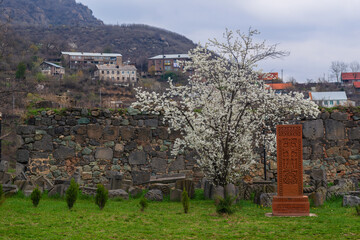 Fototapeta premium Landscape with orchard of plum tree in blossom