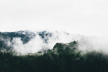 Aerial shot of a forest of evergreen trees on high mountains covered in fog
