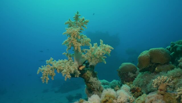 Camera moves slowly around the Soft coral Yellow Broccoli or Broccoli coral (Litophyton arboreum) on the deep in motning time, Slow motion