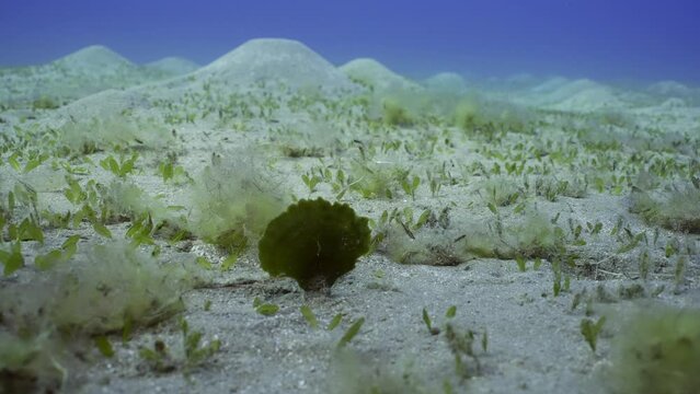 Solitary fan green seaweed (Avrainvillea erecta) on sandy bottom in daytime, Slow motion, Camera moving forwards approaching the the algae