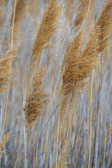 Fototapeta premium Flowers of Common Reed (Phragmites spec.)