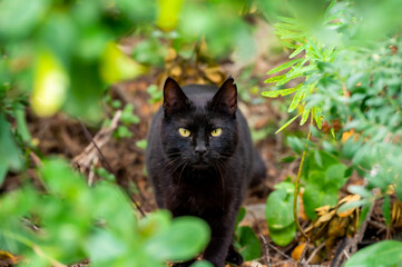 black cat on the grass