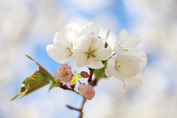背景が美しい桜の花（カンザキオオシマ）