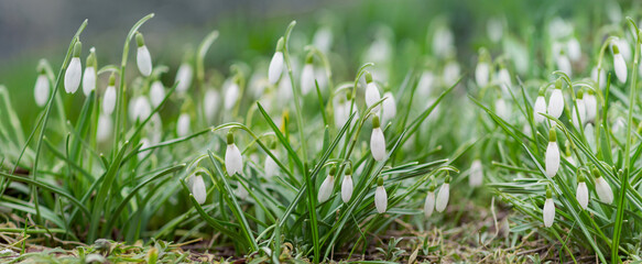 white flowers of snowdrops in the forest in early spring