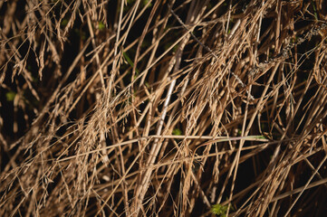 dry yellow thick grass in the field, close-up. background or texture of natural phenomenon. autumn harvest for livestock