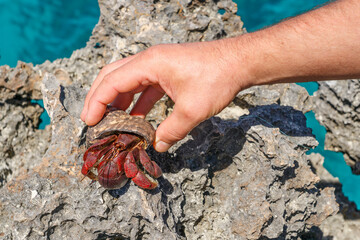 Large crayfish - a hermit in the hand on the background of the sea. Tropics. Caribbean.