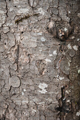 Natural texture of pine bark. Pine background. Abstract texture and background for designers....