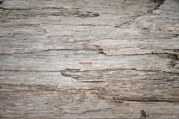 Close up, texture of pine bark or any other tree, abstract calm background for design
