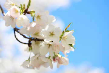 青空に映える桜（カンザキオオシマ）