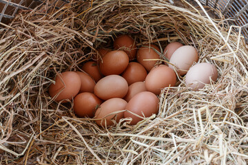 Organic fresh eggs in the nest on the straw backgrounds