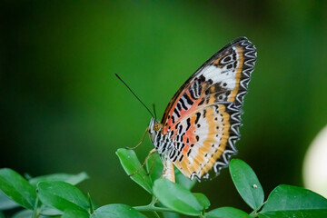 Obraz na płótnie Canvas Closeup shot of beautiful butterfly on a branch