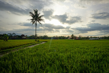 Fototapeta na wymiar rice field in the morning