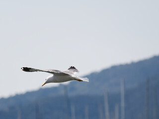 sea gull in the gulf pf la spezia