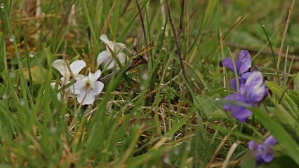 Weiße Farbvariation des Rauen Veilchens (Viola hirta) auf Kalkmagerrasen