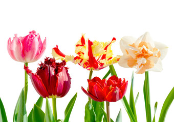 Colorful tulips flowers isolated on white background