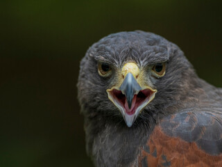 portrait of an eagle