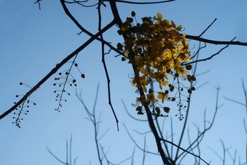 golden shower flower in early morning sunlight