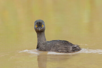 Least grebe