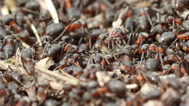 Nest der Gro&szlig;en Wiesenameise (Formica pratensis)
