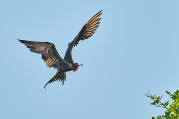 Magnificent Frigatebird