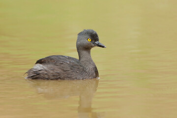 Least grebe
