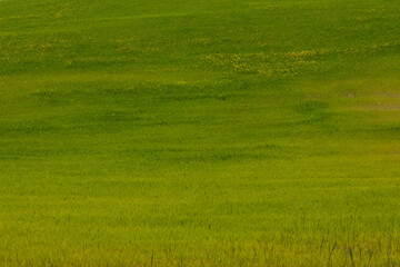 prato verde in toscana