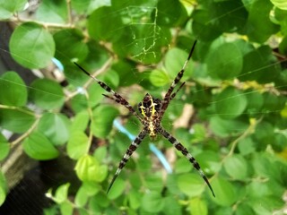 spider on a web
