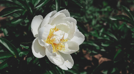 Beautiful white rosehip rose. Fragrant rose hips bloom in summer