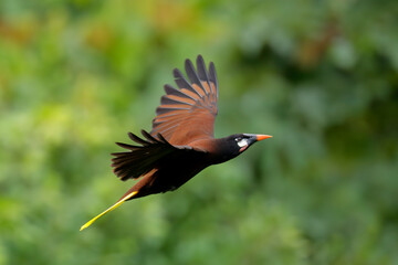 Montezuma Oropendola in first morning light