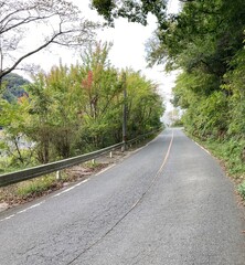 road in the forest