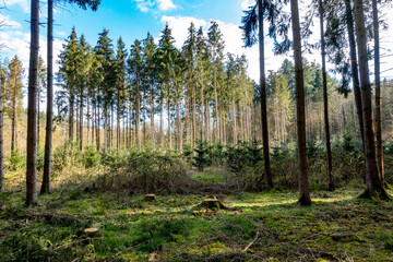 Obraz premium Neuanpflanzung nach Abholzung im Mischwald