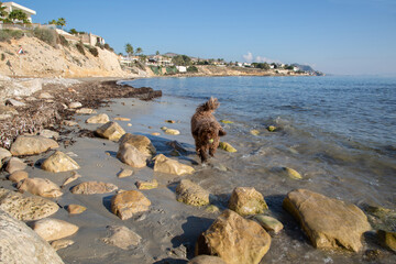 Fototapeta na wymiar Spanish Water Dog on Almadrava Beach; El Campello; Alicante; Spain