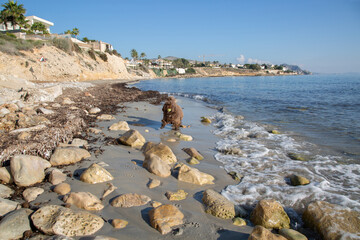 Spanish Water Dog on Almadrava Beach; El Campello; Alicante; Spain - 591197765